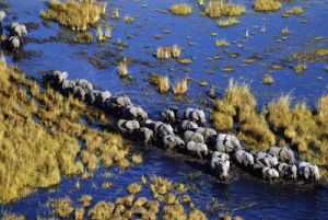 Delta del Okavango, en Bostwana Delta del Okavango, en Bostwana