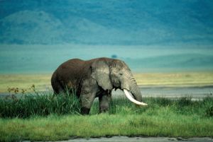 Un elefante en el cráter del Ngorongoro, en Tanzania Un elefante en el cráter del Ngorongoro, en Tanzania