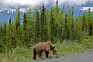Un oso grizzlie salvaje cerca del Tanana Valley State Forest, en Alaska.