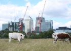 Un centro financiero donde pastan las vacas