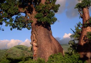 Un hombre junto a un árbol Baobad en Comoras.