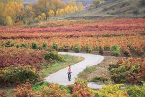 Ciclista entre viñedos otoñales en La Rioja. Ciclista entre viñedos otoñales en La Rioja.