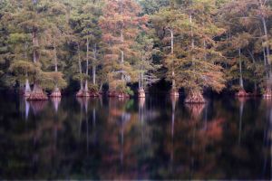 Bosque de cipreses al borde del lago Cross, en Shreveport, Luisiana (Estados Unidos).