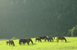 Caballos en la Yeguada Albéitar, en Villayón (Asturias). Caballos en la Yeguada Albéitar, en Villayón (Asturias).
