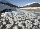 Flores de hielo Flores de hielo