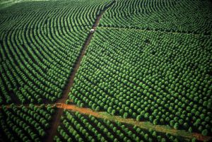 Una plantación de café en Brasil.