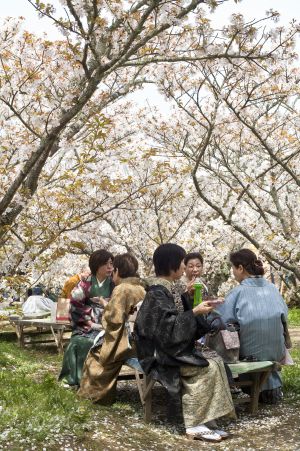 Floración de los cerezos en los jardines del templo budista de Ninna-ji, cerca de la localidad de Kioto (Japón). / Ludovic Maisant