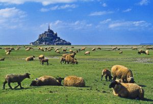 Un grupo de ovejas pasta con el perfil del monte de Saint-Michel (Francia) al fondo. / Gonzalo Azumendi