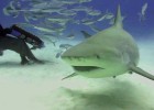 Nadando entre tiburones Nadando entre tiburones