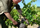 Vinos de sol y roble Vinos de sol y roble