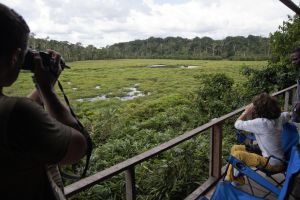 Turistas observando elefantes en Mbeli Bai, en la República del Congo. Turistas observando elefantes en Mbeli Bai, en la República del Congo.