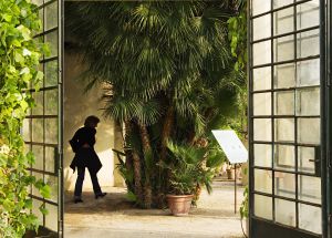 El palmito de Goethe, en el Orto Botánico de la ciudad italiana de Padua.