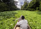 Pirañas bajo el verde Pirañas bajo el verde