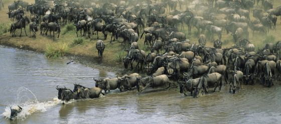 Manada de ñus cruzando el río Mara en Kenia.