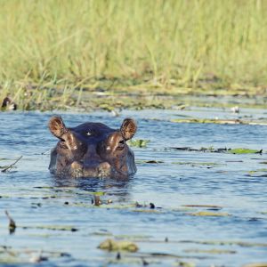 Un hipopótamo en el delta del Okavango (Botsuana).