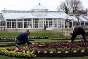 Últimos preparativos antes del tradicional Festival de las Camelias, en los jardines de Chiswick House.