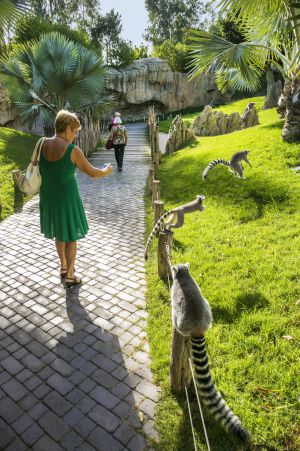 Lémures en el Bioparc de Valencia.