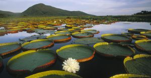 Nenúfares en el parque nacional del Pantanal de Mato Groso.