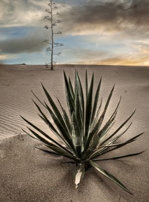 Las dunas de Mónsul, en el Cabo de Gata.
