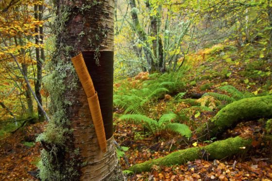 Bosque de Muniellos, en Asturias.