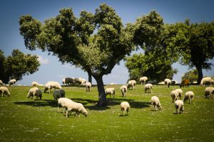 Dehesa en el parque natural de Mongragüe (Cáceres), Reserva de la Biosfera de la Unesco.