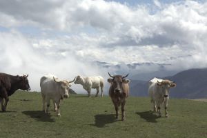 Ganado y paisaje de los Picos de Europa.
