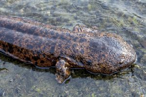 Una salamandra gigante en Kioto (Japón).