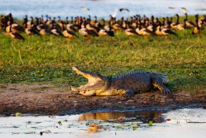 Un cocodrilo de agua salada en el parque nacional de Kakadu (Australia).