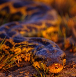 Una anaconada en el parque nacional del Pantanal Matogrossense, en Brsail.