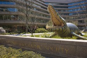 Una réplica de un cocodrilo prehistórico en la sede principal de la National Geographic Society, en Washington (EE UU).