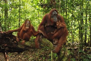 Orangután de Borneo ('Pongo pygmaeus') con dos crías en el parque nacional de Tanjung Puting (Indonesia).rn
