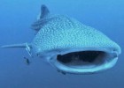 Buceo entre tiburones ballena