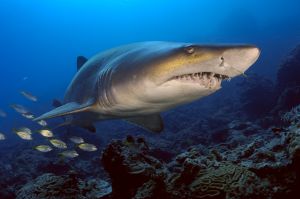 Buceo con tiburones entre los corales del archipiélago de Ogasawara, en Japón.