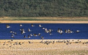 Embalse de Orellana.