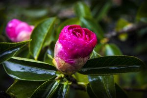 Una camelia en el pazo de La Saleta, en Pontevedra.