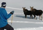 Esquiar en Canadá entre alces, ciervos y caribús Esquiar en Canadá entre alces, ciervos y caribús