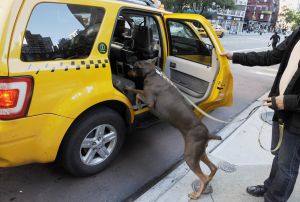 Casas de verano malaga que admiten mascotas