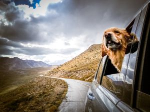 Los chihuahuas lo tienen fácil Los chihuahuas lo tienen fácil