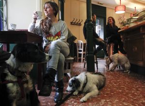 Donde da la vuelta el viento, un bar 'dog friendly' en Madrid. Donde da la vuelta el viento, un bar 'dog friendly' en Madrid.