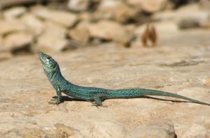 Podarcis 'pityusensis formenterae', la lagartija de las Pitiusas, de color azul y endémica de Baleares.