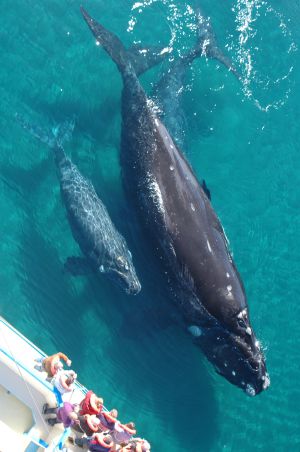 Ballenas francas en Chubut (Argentina).