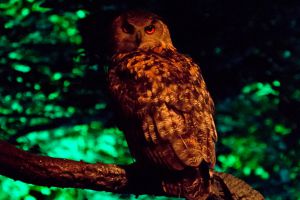 El mundo de las aves de la noche en 'Nocturnia', en el Jardín Botánico de Gijón.