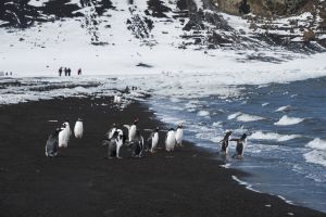Pingüinos papúa sobre la arena negra de una de las playas de la isla volcánica de Decepción, en la Antártida.
