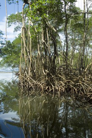 Manglares en el parque nacional de Los Haitises.