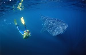 Un buceador junto a un tiburón ballena en el golfo de Adén, en Yibuti.