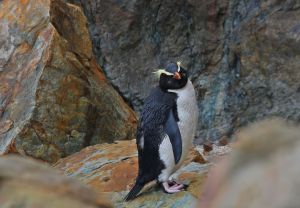Un pingüino crestado salvaje, avistado en libertad en la isla Sur de nueva Zelanda.