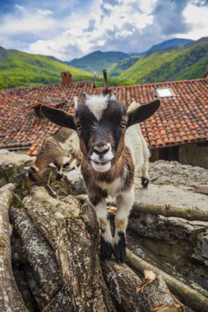 Cabritillas en Fresnedo, en Teverga (Asturias).