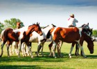 Como gauchos en San Antonio de Areco Como gauchos en San Antonio de Areco