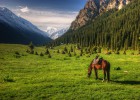 Los bravos caballos de Karakol Los bravos caballos de Karakol