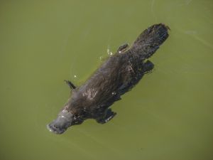 Un ornitorrinco como los que se pueden ver en Tasmania.